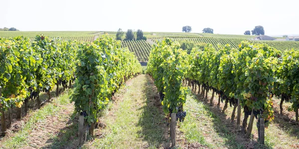 Vinrankor Och Vinodlingar Vinproducerande Området Bordeaux Regionen Frankrike — Stockfoto