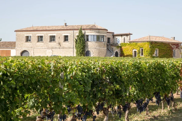 Vista Paisagem Sobre Vinhas Castelo Saint Emilion Aldeia Perto Bordeaux — Fotografia de Stock