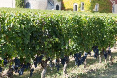 Bordeaux bunch of grape in medoc France vineyard castle clipart