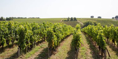 Web afiş şablonu başlık Bordeaux bağ yakınlarındaki Medoc bölgesinde Vine tarım
