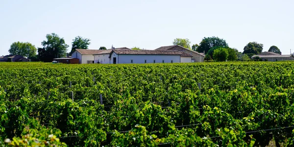 Landskap Pomerol Saint Emilion Vingårdar Bordeaux Regionen Frankrike — Stockfoto