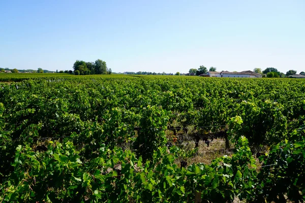 Cosecha Viñedos Antes Temporada Otoño Burdeos Medoc —  Fotos de Stock