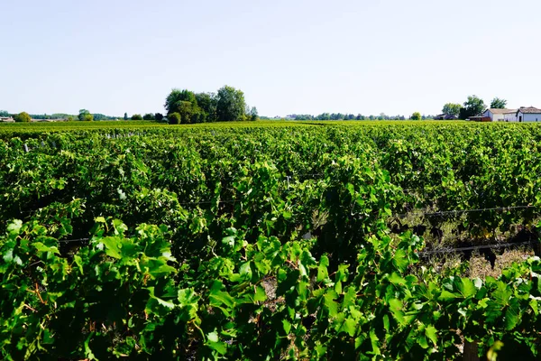 Paisagem Vinícola Antes Colheita Saint Emilion Bordeaux França — Fotografia de Stock