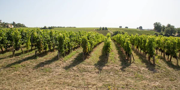 Vine Medoc Region Nära Bordeaux Vingård Web Banner Mall Header — Stockfoto