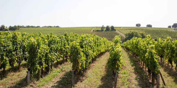 Vine Jordbruk Medoc Region Nära Bordeaux Vingård Web Banner Mall — Stockfoto