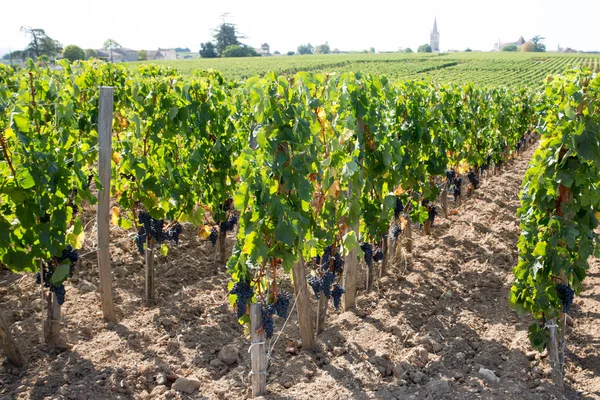 French vineyard in Bordeaux grape wine farming