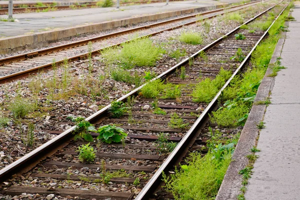 Old Abandoned Railroad Overgrown Grass — Stock Photo, Image