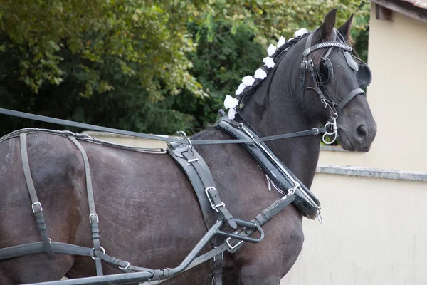 Crin Caballo Ceremonial Para Día Boda — Foto de Stock