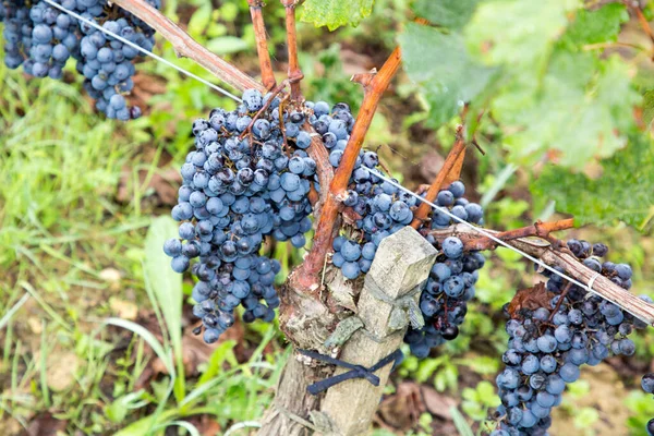 ボルドーワインのためのサンエミリオン村のブドウ畑の束 — ストック写真