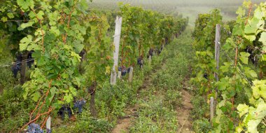 Saint Emilion Şarabı Bordeaux Fransa 'da, Hills' in sonbaharı arasındaki üzüm bağları