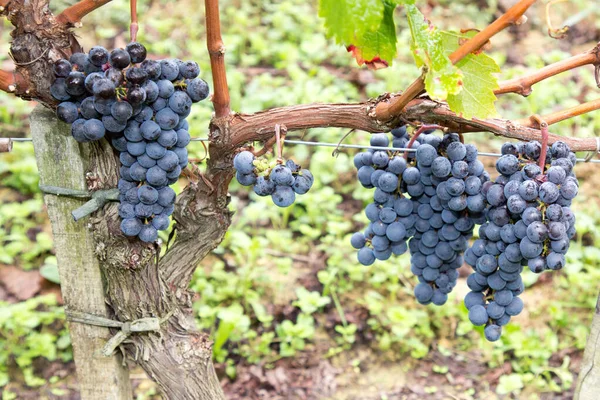 Mogna Pinot Noir Druvor Med Höstliga Vinblad Bordeauxvin Emilion — Stockfoto