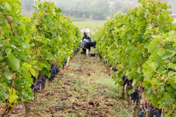Winzer Weinlese Rote Trauben Weinberg Saint Émilion Bordeaux Wein Frankreich — Stockfoto