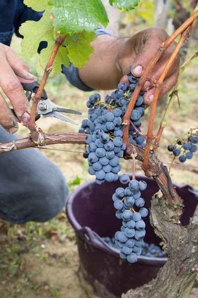 Mann Pflückt Bio Trauben Von Weinreben Bei Der Weinlese Auf — Stockfoto