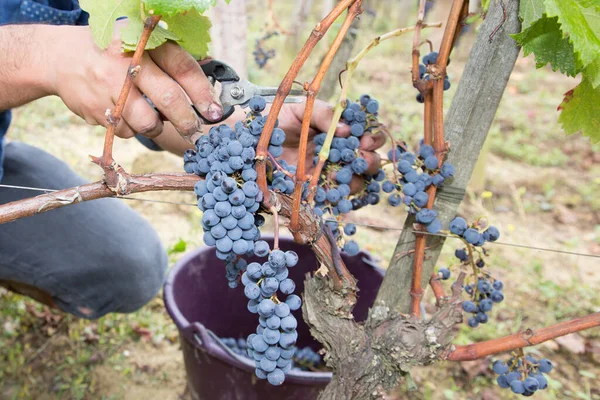Wijnbouwer Met Hand Oogsten Druiven Oogsten Wijngaard Close Wijnbladeren Oogsttijd — Stockfoto