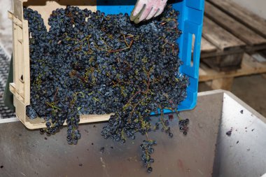 Fransa 'nın Saint Emilion Bordeaux bölgesinde olgunlaşmış üzüm.