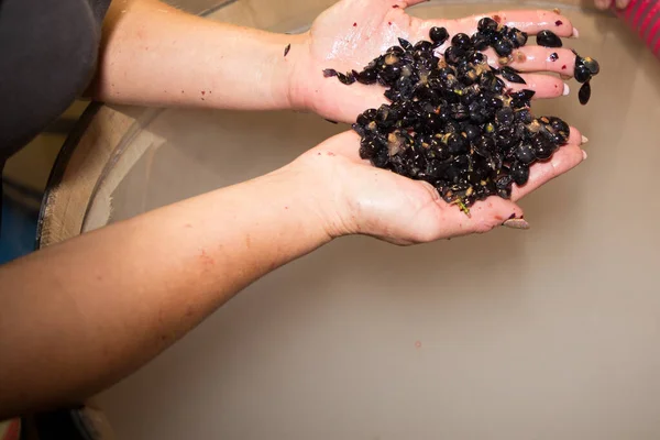ブドウ畑の収穫ワインのための赤ブドウ — ストック写真