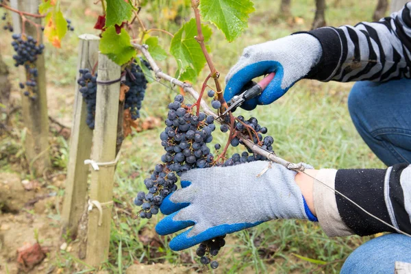 Uva Madura Vid Saint Emilion Burdeos Región Francia — Foto de Stock