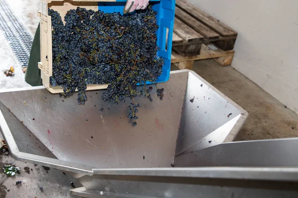 フランスのサンエミリオン ボルドー地方のブドウの熟したブドウ — ストック写真