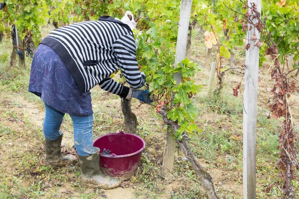 Woman Cutting Grapes Harvesting Time — Stock Photo, Image