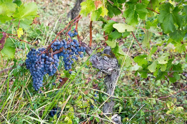 Viñas Rojas Uva Negra Momento Cosecha —  Fotos de Stock