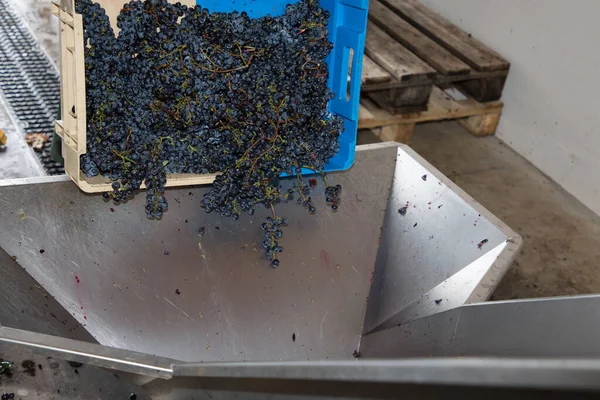 Moderne Stählerne Bodega Maschine Mit Trauben Zur Erntezeit — Stockfoto