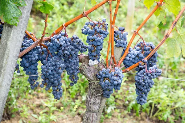 Racimos Otoño Uvas Maduras Merlot Vid Viñedo Momento Cosecha Burdeos — Foto de Stock