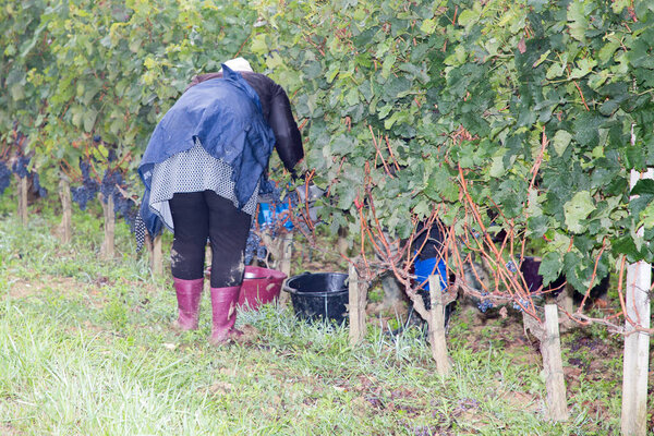 уборщица работает во время уборки винограда
