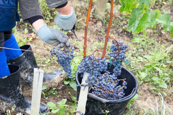 Agricultor Que Corta Uvas Del Viñedo Cosecha Vino Burdeos — Foto de Stock