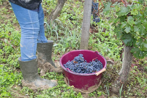 Žena Řezání Bílé Hrozny Vinic Bordeaux Vinic — Stock fotografie