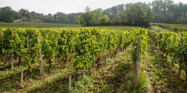 vineyards in Saint Emilion village Bordeaux in France