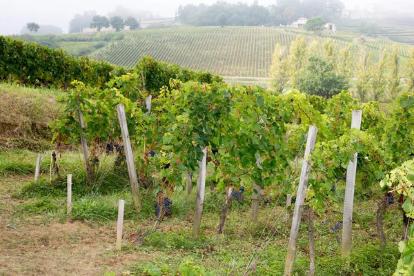 Viñedo Burdeos Francia Día Niebla —  Fotos de Stock