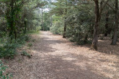 path in the forest of Vendee in France