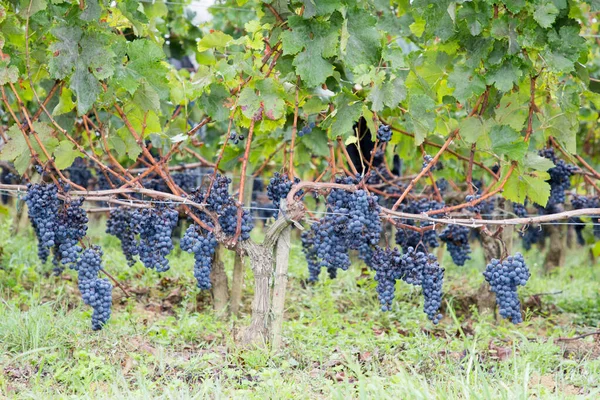 Raisin Bordeaux Sur Vignes Dans Vignoble Français Medoc — Photo