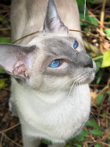 Portret Kat Met Blauwe Ogen Outdoor Tuin Achtergrond — Stockfoto