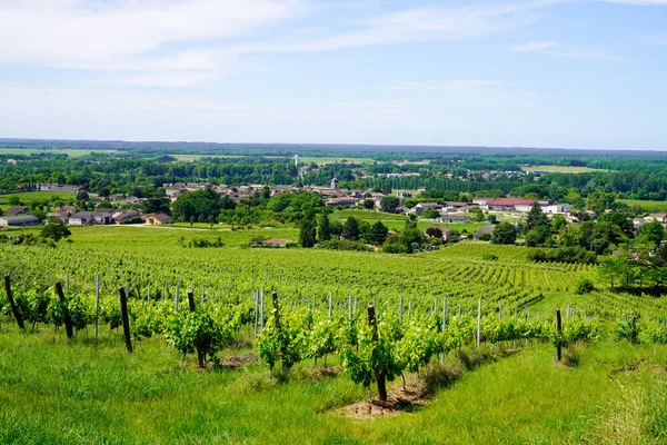 ボルドーワインカントリーフランスのサンエミリオンのブドウ畑 — ストック写真