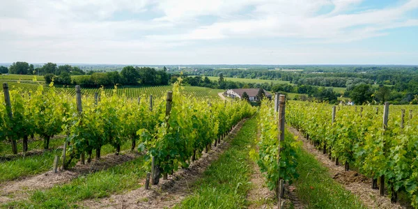 Saint Emilion Skörd Vingård Bordeaux Vin Frankrike — Stockfoto