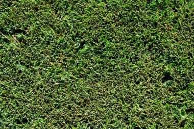 Doğal gerçek Yeşil Çit Duvarı arkaplanı