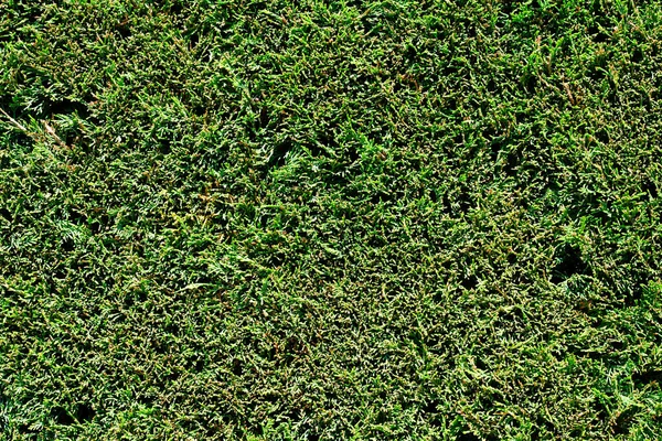 Naturalne Prawdziwe Zielone Liście Żywopłotu Ściany Tła — Zdjęcie stockowe