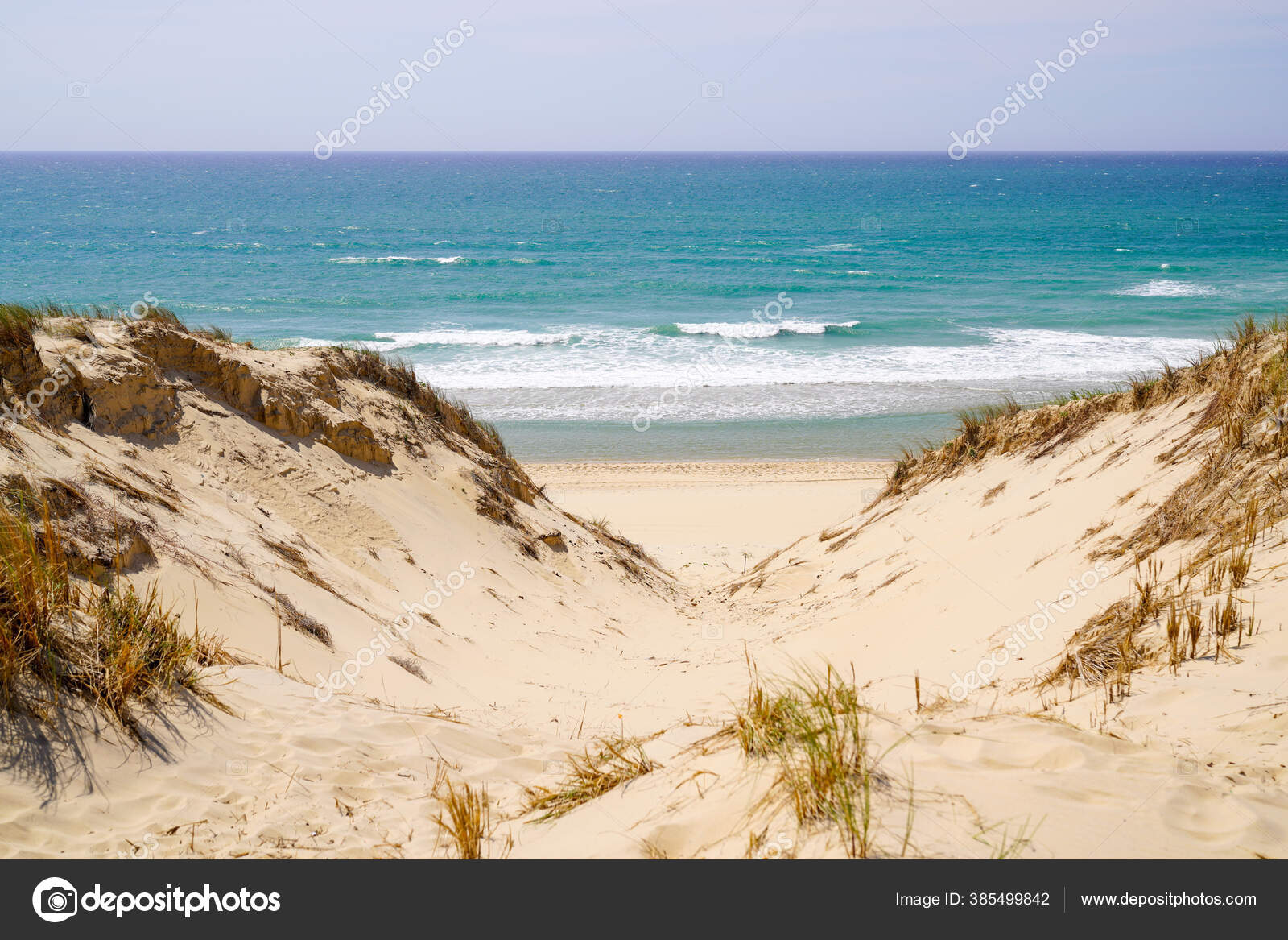 60 Lege Cap Ferret Stock Photos Royalty Free Images Pictures