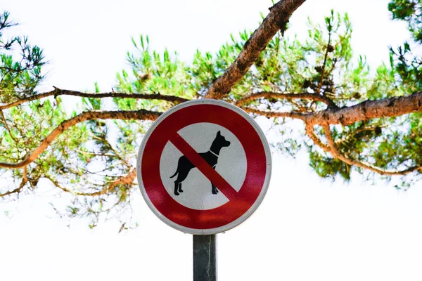 Zakaz Znaków Zabronione Znak Psa Plaży Plaży Wybrzeża Morskiego — Zdjęcie stockowe