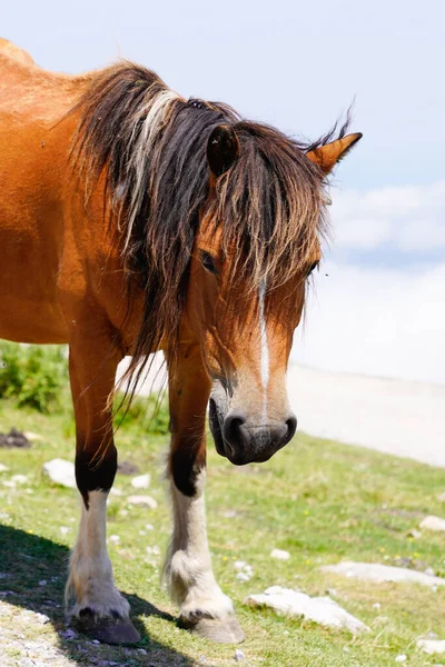 Baskický Kůň Pottok Tvář Portrét Pyrenejích Hory — Stock fotografie