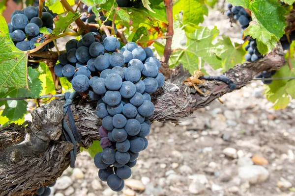 Bordo Şarabının Kırmızı Üzümleri — Stok fotoğraf
