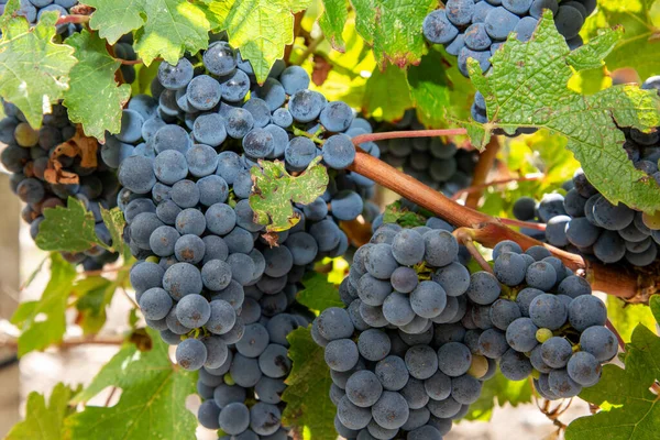 Ett Gäng Blå Röda Bordeauxdruvor Som Hänger Vingården — Stockfoto