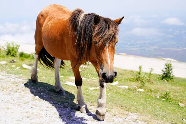 Horse Pottok Vrcholu Hory Rhune — Stock fotografie