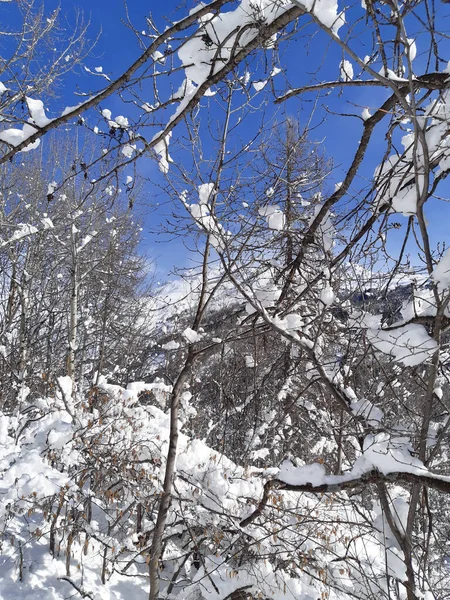 Montanhas Alpes Inverno Com Pinheiros Cobertos Neve — Fotografia de Stock