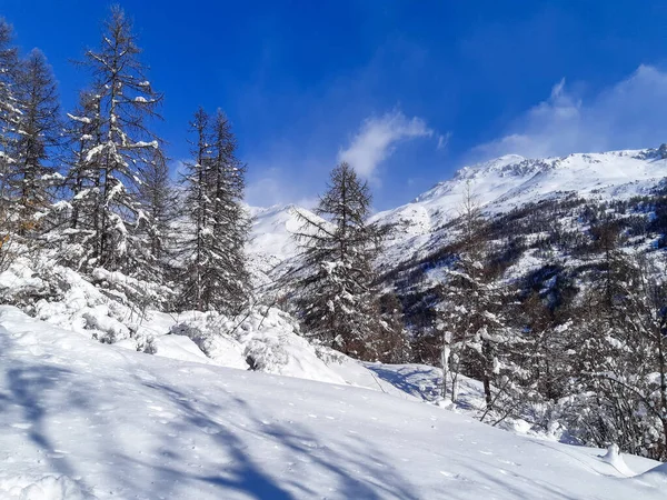 クリスマスを背景に松林の中の雪と冬の白い森 — ストック写真