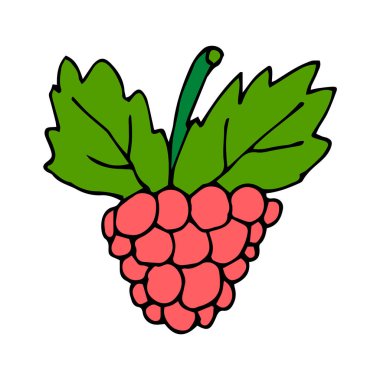 Çizgi film karalaması doğrusal ahududu beyaz arka planda izole edilmiş. Vektör illüstrasyonu. 