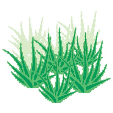 Aloe Vera Bush, sulu bitki, beyaz arka planda izole edilmiş çiçek. Aşırı büyümüş aloe vera. Vektör illüstrasyonu.