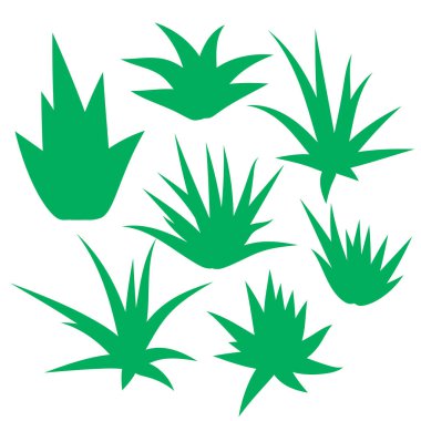 Aloe Vera, sulu bitki, beyaz arka planda izole edilmiş çiçek seti. Vektör illüstrasyonu.