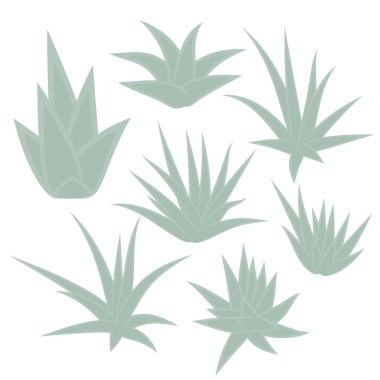 Aloe Vera, sulu bitki, beyaz arka planda izole edilmiş çiçek seti. Vektör illüstrasyonu.